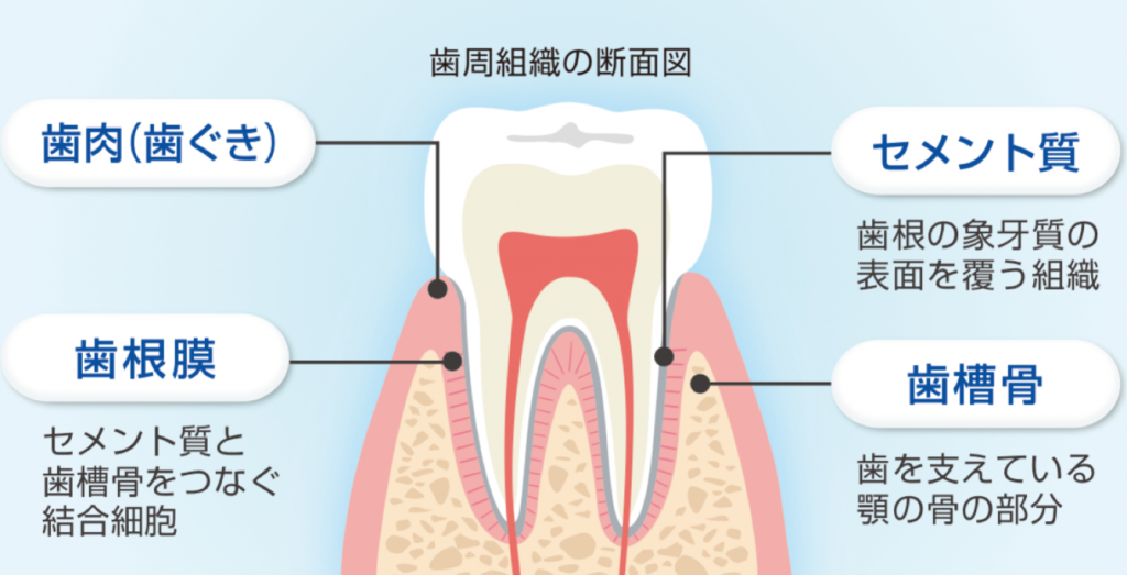 膜 炎 歯根 歯髄炎/歯根膜炎の症状・原因・対処法 Doctors